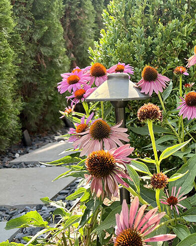 Softscape Pink Flowers And Bushes